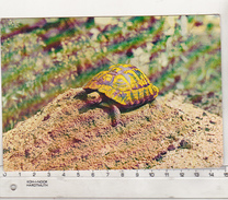 Romania Old Uncirculated Postcard - Turtle - Tartarughe