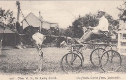 Jacksonville Florida, Florida Ostrich Farm, Oliver W. Jr. Famous Racing Ostrich, C1900s Vintage Postcard - Jacksonville