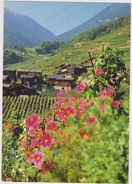 SUISSE,SWITZERLAND,SWISS, HELVETIA,SCHWEIZ,SVIZZERA ,VALAIS,PLAINE,VIGNE,LA COMBE,FORCLAZ,PLAN CERISIER - Andere & Zonder Classificatie