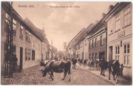 NEUSTRELITZ Predigerstrasse Früh Morgens ....de Käuh Kamt ! 11.7.1914 Kühe Selbständig Auf Dem Weg Zur Weide - Neustrelitz