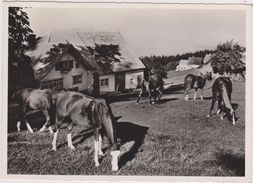 Suisse,helvetia,swiss,sch Weiz,svizzera,switzerland ,saint Gall,GRUB,PENSION,HOTEL,CHEVAUX,CHEVAL,PRAIRIE,ROSSBUCHEL - Saint-Gall