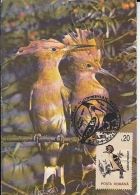 64545- HOOPOE, BIRDS, MAXIMUM CARD, 1994, ROMANIA - Specht- & Bartvögel