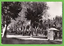 SALLELES D'AUDE / PLACE DE LA REPUBLIQUE....Carte écrite En 196? - Salleles D'Aude