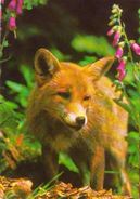 ANIMALS - RED FOX (Vulpes Vulpes) - Dierentuin