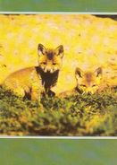 ANIMALS - RED FOX (Vulpes Vulpes) - Dierentuin