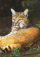 ANIMALS - EUROPEAN LYNX  (Lynx Lynx) - Dierentuin