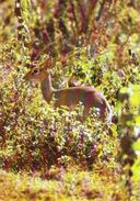 ANIMALS - ANTELOPE  (Madoqua Kirkii - Dierentuin