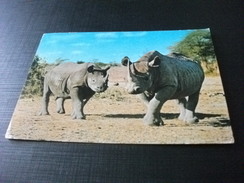 RINOCERONTE RHINO AFRICA  FRANCOBOLLI KENYA - Rhinocéros