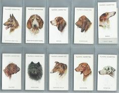 Players Cigarette Cards Dogs  Heads Set Of 50 . 50/50 - Player's