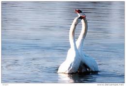 03A 077   @    Bird Swans Oiseaux  Cygnes Vögel  Schwäne Pajaros  Cisnes  ( Postal Stationery , Articles Postaux ) - Swans