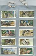 Players Cigarette Cards Birds And Their Young Adhesive  Set Of 50 . 50/50 2cards With Some Damage. - Player's
