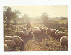 Cp , Agriculture , élevage , Moutons , Berger , Israel , Bethleem , Champ Des Bergers, écrite - Crías