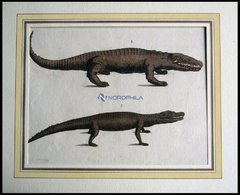 Amphibien: 2 Verschiedene Amphibien (Krokodil Und Kaiman) Auf Einem Blatt, Altkolorierter Kupferstich Aus F.P. Wilmsens - Lithographies