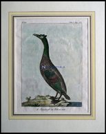 Der Pelikan (le Jopskarfr Ou Pelican Noir), Kolorierter Kupferstich Von Olafsen Aus Atlas Du Voyage En Islande Von 1802 - Litografía