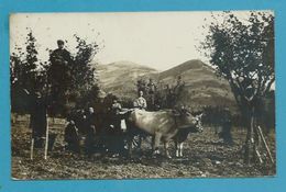 CPA PHOTO à Situer - Attelage Boeufs - La Cueillette Des Fruits - Fotos