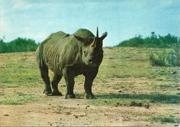Rinoceronte Nella Savana Africana (Rhinoceros) - Rhinoceros