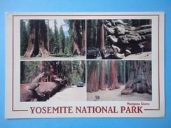 Mariposa Grove - Yosemite National Park - California - Vedutine - Affrancatura Meccanica Rossa - Yosemite
