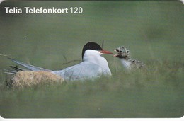 Sweden, 120.037, Silvertärna, Birds, 2 Scans. - Schweden