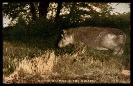 Hippopotamus  In The Swamp    Ref 2677 - Ippopotami