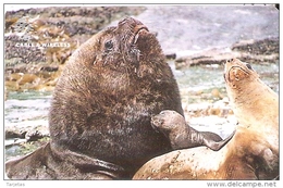 TARJETA DE FALKLAND ISLANDS DE UNOS LEONES MARINOS   (SEAL-FOCA) - Falklandeilanden
