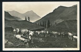 CPA écrite De PRATTELN  - Vaches. SUISSE - Pratteln