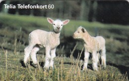 Sweden, 60.102, Lamm, Sheep, 2 Scans. - Schweden