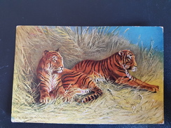 Hunt TIGER By MULLER Vintage Colorful Postcard  Mueller - Tiger
