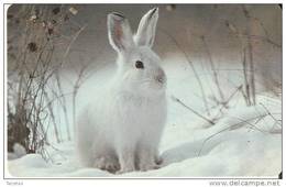 TARJETA DE UN CONEJO DE ALEMANIA (RABBIT) - Rabbits