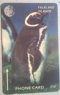 6CWFA Penguin 10 Pounds - Isole Falkland