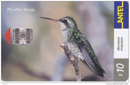 Nº 204 TARJETA DE URUGUAY DE ANTEL DE UN PICAFLOR VERDE (PAJARO-BIRD) - Uruguay