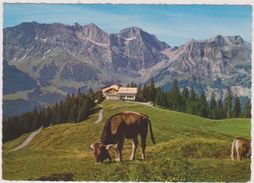 SUISSE,SWITZERLAND,SWISS, HELVETIA,SCHWEIZ,SVIZZERA ,OBWALD,ENGELBERG,PRAIRIE,TERRAIN,VACHE - Engelberg