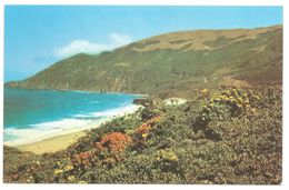 California - Summer Blooms On Monterey Coastline South Of Carmel On Coast Highway - Big Sur