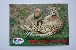 ZOO Dvůr Kralové. Gepard / Cheetah  - Old Postcard Sent From Ceska To Kiev - Tijgers