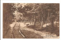 Doetinchem.Boschgezicht De Kruisberg. - Doetinchem