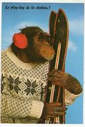 CPSM       SINGE CHIMPANZE      HABILLE  POUR SPORTS D HIVER  TENANT PAIRE DE SKIS      PLAY BOY DE LA STATION - Animaux Habillés