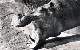 Cpsm Faune Africaine - Tète D Hippopotame - Hippopotamuses