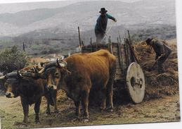 PORTUGAL- Macedo De Cavaleiros - Trabalho No Campo Carregando Um Carro De Bois. - Bragança