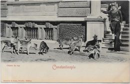 CPA Ancienne Turquie Turkey Non Circulé Constantinople Type Chien - Turkey