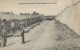 Tobacco Plantation In The Connecticut Valley.   S-3852 - Tabak