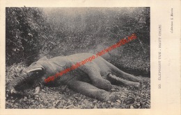 Elephant Tué - Haut Chari - Centrafricaine (République)