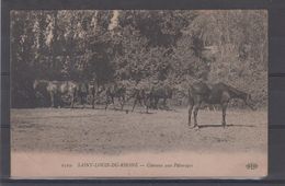 BOUCHES DU RHONE - Saint Louis Du Rhone - Chevaux Aux Paturages - Saint-Louis-du-Rhône