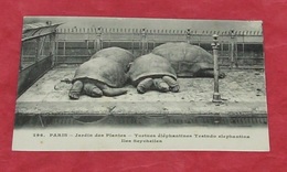 75 - Paris - Jardin Des Plantes - Tortue éléphantines , Iles Seychelles :::: Zoo - Animaux   ---------- 430 - Tartarughe