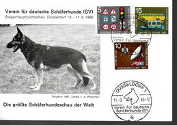 ALLEMAGNE    Carte  1966 Dusseldorf  Chiens - Dogs