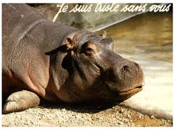 (M+S 181) Hippopotamus - Hippopotamuses