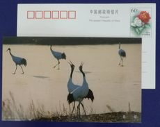 Red-crowned Crane Bird,China 2000 Heilongjiang Zhalong National Nature Reserve Advertising Pre-stamped Card - Grues Et Gruiformes