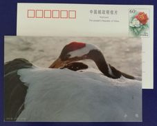 Red-crowned Crane Bird,China 2000 Heilongjiang Zhalong National Nature Reserve Advertising Pre-stamped Card - Grues Et Gruiformes