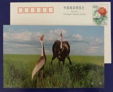 Red-crowned Crane Bird,China 2000 Heilongjiang Zhalong National Nature Reserve Advertising Pre-stamped Card - Grues Et Gruiformes