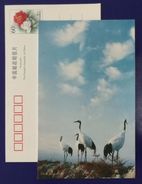 Red-crowned Crane Bird,China 2000 Heilongjiang Zhalong National Nature Reserve Advertising Pre-stamped Card - Grues Et Gruiformes