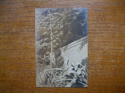 Carte Photo - Cactusses