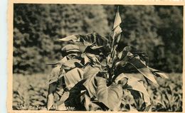 UN BEAU PLANT DE TABAC RECOLTE DE 1947 Avril-Loiseau Frahan S/Semois Belgique - Tabak